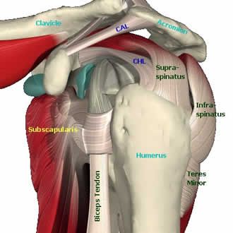 Location of the rotator cuff muscles