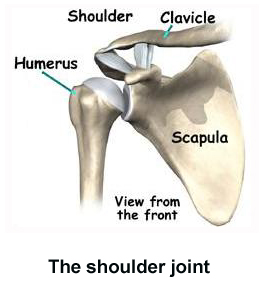 Rotator cuff shoulder anatomy